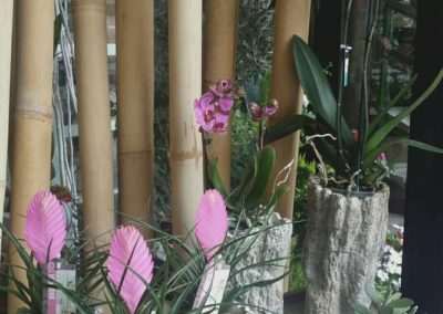 Escaparate de floristeria trebole con orquideas y thylansias ,maceteros de resina, floristeria trebole en pola de laviana en la cuenca del nalon en asturias