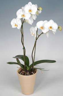 orquídeas phaleanopsis blanca en floristeria trebole en pola de laviana en la cuenca del nalon en asturias